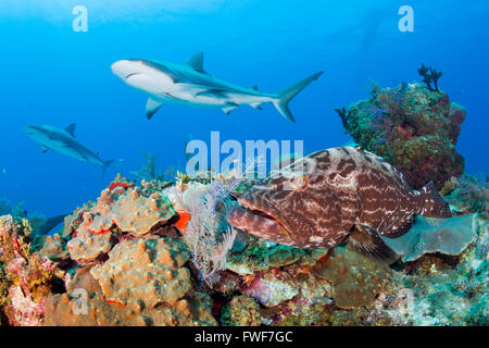 Karibische Riffhaie, Carcharhinus Perezi, Jardines De La Reina, Kuba, Karibik Stockfoto