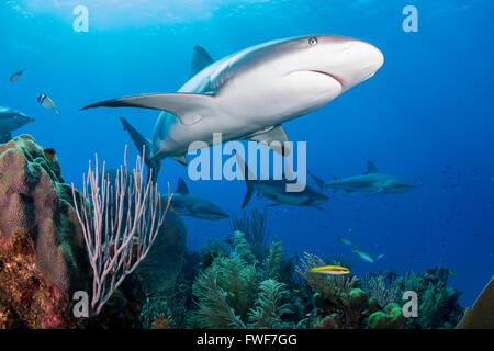 Karibische Riffhaie, Carcharhinus Perezi, Jardines De La Reina, Kuba, Karibik Stockfoto