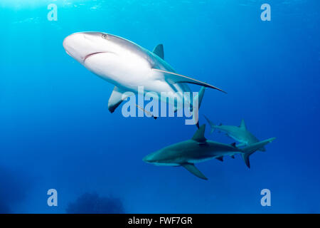 Karibische Riffhaie, Carcharhinus Perezi, Jardines De La Reina, Kuba, Karibik Stockfoto