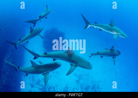 Karibische Riffhaie, Carcharhinus Perezi, Jardines De La Reina, Kuba, Karibik Stockfoto