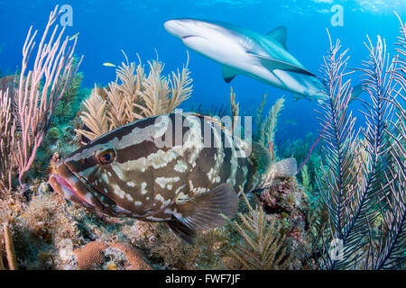 Karibischer Riff Hai und Nassau Grouper, Carcharhinus Perezi Jardines De La Reina, Kuba, Karibik Stockfoto