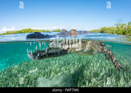Salzwasser-Krokodil, Crocodylus Porosus, Jardines De La Reina, Kuba, Karibik Stockfoto