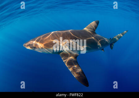 Seidige Hai, Carcharhinus Falciformis, Jardines De La Reina, Kuba, Karibik Stockfoto