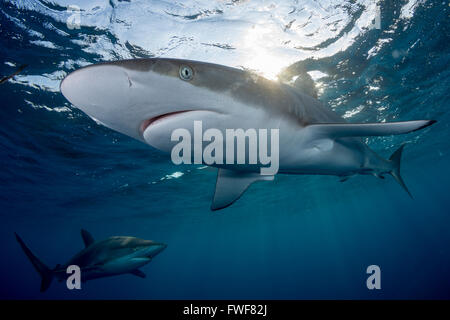 Seidige Haie, Carcharhinus Falciformis, Jardines De La Reina, Kuba, Karibik Stockfoto