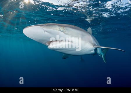 Seidige Haie, Carcharhinus Falciformis, Jardines De La Reina, Kuba, Karibik Stockfoto