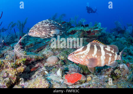 Tiger Zackenbarsch, Mycteroperca Tigris, Jardines De La Reina, Kuba, Karibik Stockfoto