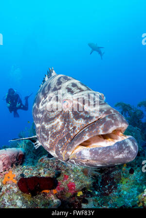 Tiger Zackenbarsch, Mycteroperca Tigris, Jardines De La Reina, Kuba, Karibik Stockfoto