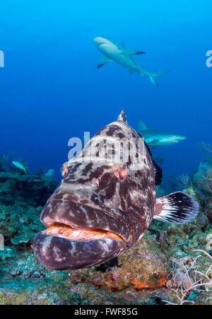 Tiger Zackenbarsch, Mycteroperca Tigris, Jardines De La Reina, Kuba, Karibik Stockfoto