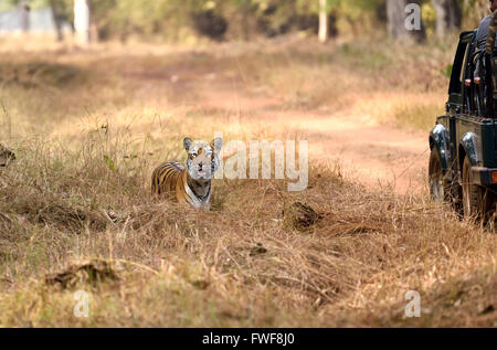 Royal Bengal Tiger zu warnen Stockfoto