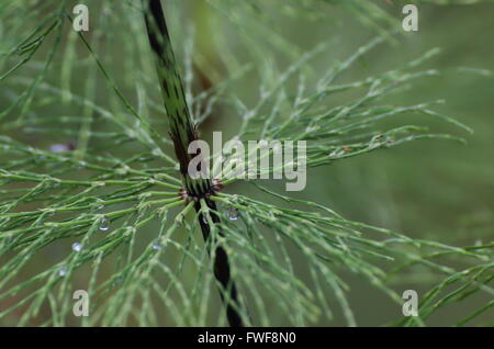 Blattknoten ein Holz Schachtelhalm (Equisetum Sylvaticum) in Schweden. Stockfoto