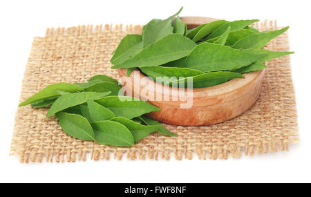 Curry-Blätter auf Sack auf weißem Hintergrund Stockfoto