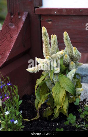 Gefiederte Hahnenkamm (Celosia Argentea) in einem Blumenkasten in Schweden. Stockfoto