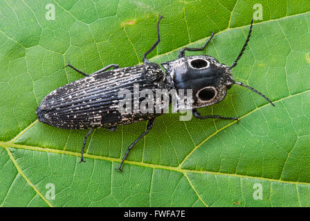 Eastern Eyed Click Beetle (Alaus oculatus) on Leaf, Eastern USA, von Skip Moody/Dembinsky Photo Assoc Stockfoto