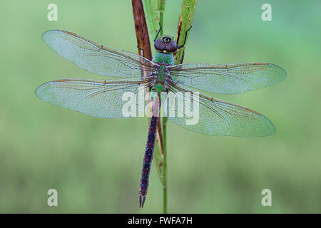 Gemeine grüne Darner Libelle (Anax junius) mit Tau, E USA, von Skip Moody/Dembinsky Photo Assoc Stockfoto