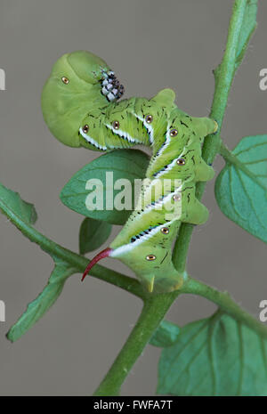 Tabak Hornworm, aka Tomaten Hornworm Raupe, Erwachsene Carolina Sphinx Moth (Manduca Sexta) Michigan USA Stockfoto