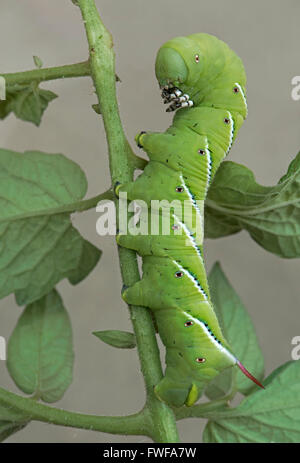 Tabak Hornworm, aka Tomaten Hornworm Raupe, Erwachsene Carolina Sphinx Moth (Manduca Sexta) Michigan USA Stockfoto