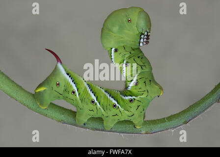 Tomate Hornworm Motten oder Five-Spotted Hawkmoth Raupe, Larven, (Manduca Quinquemaculata) auf Tomatenpflanze, im Osten der USA Stockfoto