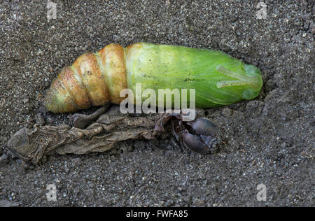 Tomate Hornworm Motten oder Five-Spotted Hawkmoth Nymphe nach vergießen nur seine Haut (Manduca Quinquemaculata) im Osten der USA Stockfoto