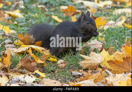 Östliche graue Eichhörnchen (Sciurus Carolinensis) Eicheln Essen schwarzen Phase, Michigan USA Stockfoto