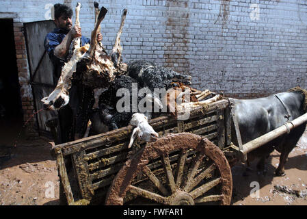 Ansicht der Zerstörung bei Flut betroffenen Bereich während der schweren Flutwasser Bereich nach starken Regenguss auf Tiere Markt in Peshawar auf Montag, 4. April 2016 fließt. Stockfoto