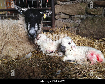 Holwick, Middleton-in-Teesdale, Co Durham, Großbritannien 4. April 2016 nicht noch begonnen 5 Minuten alten Twin Lämmer zu einem fürsorglichen Lammfell Mutterschaf in einer Scheune auf Low Art Bauernhof im oberen Teesdale in den North Pennine Hills geboren werden wo ihre Lämmer Periode heute hat offiziell. (c) Kathryn Hext/Alamy Live-Nachrichten Stockfoto