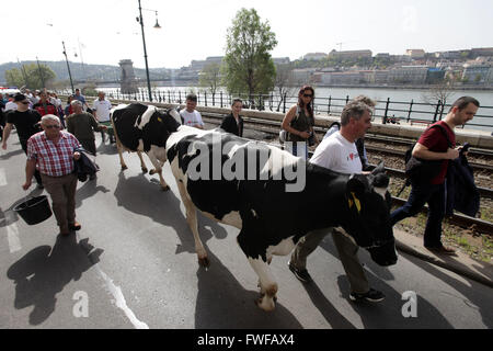 (160405)--BUDAPEST, 5. April 2016 (Xinhua)--ungarische Milchbauern marschierten mit ihren Kühen auf den Straßen die niedrigen Milchpreise zu protestieren und fordern eine günstigere Absatzchancen in Budapest, Ungarn, 4. April 2016. (Xinhua/Csaba Domotor) Stockfoto