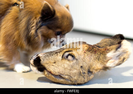 Berlin, Deutschland. 4. Februar 2016. Ein Hund riecht ein Hirschkopf am Anne Kroenkes Barfshop in Berlin, Deutschland, 4. Februar 2016. BARF ist die Abkürzung für "Knochen und rohe Lebensmittel", eine Methode, die auf die Essgewohnheiten der Wildhunde basiert. Foto: Monika Skolimowska/Dpa/Alamy Live News Stockfoto