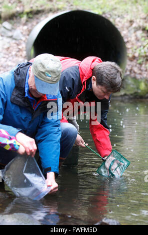 Vancouver. 6. April 2016. Umweltforscher release juvenile Lachs in der Wasserstraße in Guichon Creek in Burnaby, Kanada, 5. April 2016. Forscher aus Flüssen Institute of British Columbia Institute Technology (BCIT) zusammen mit einer Gruppe von Kindern geben etwa 20.000 Jugendliche Lachs in Burnaby Guichon Creek zu testen ökologische Umwelt und zeigen, wie erfolgreich Creek Restaurierung Bemühungen in den letzten Jahrzehnten gewesen sein. © Liang Sen/Xinhua/Alamy Live-Nachrichten Stockfoto