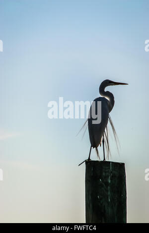 Silberreiher Silhouette thront auf einer Spundwand. Stockfoto