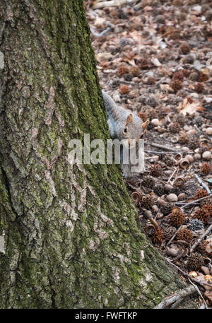 Grau-Eichhörnchen (Sciurus Carolinensis) spähen aus hinter einem Baumstamm direkt in die Kamera Stockfoto