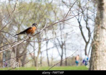 American Robin (Turdus Migratorius) Vogel sitzend in einem Ast im Central Park in New York City. Stockfoto