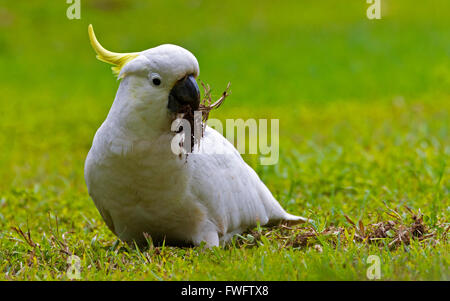 Schwefel crested cockatoo Stockfoto