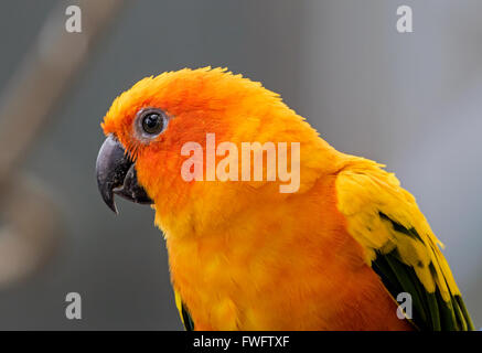 Sun Conure Papagei Stockfoto