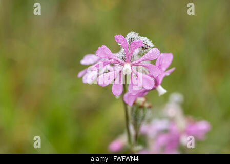 Tau bedeckt Blume rosa Leimkraut in Portugal Stockfoto