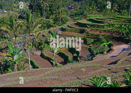 Reisterassen von Jatiluwih, Bali, Indonesien Stockfoto