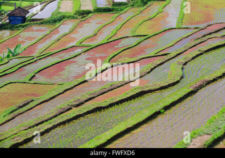 Reisterassen von Jatiluwih, Bali, Indonesien Stockfoto