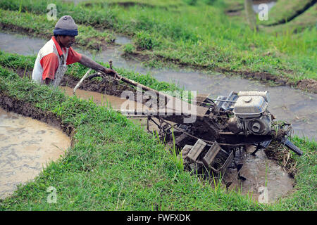 Reisbauer, Reis-Terrassen von Jatiluwih, Bali, Indonesien Stockfoto