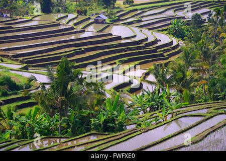 Reisterassen von Jatiluwih, Bali, Indonesien Stockfoto