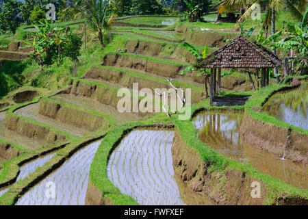 Reisterassen von Jatiluwih, Bali, Indonesien Stockfoto