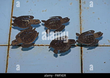 ca. 1 Monat Alte Oliv-Bastardschildkroeten (Lepidochelys Olivacea) in Aufzuchtstation, Bali, Indonesien Stockfoto