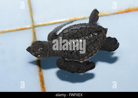 ca. 1 Monat Alte Oliv-Bastardschildkroete (Lepidochelys Olivacea) in Aufzuchtstation, Bali, Indonesien Stockfoto