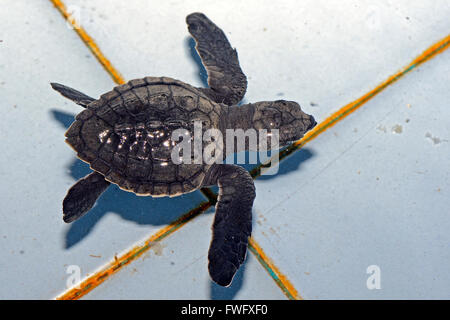 ca. 1 Monat Alte Oliv-Bastardschildkroete (Lepidochelys Olivacea) in Aufzuchtstation, Bali, Indonesien Stockfoto