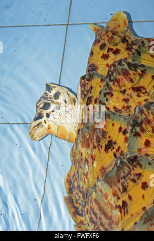 Durch Schiffsschraube Verursachte Schaeden am Panzer, echten Karettschildkrioete, (Eretmochelys Imbricata) in der Aufzuchtstation, Bali, Indonesien Stockfoto