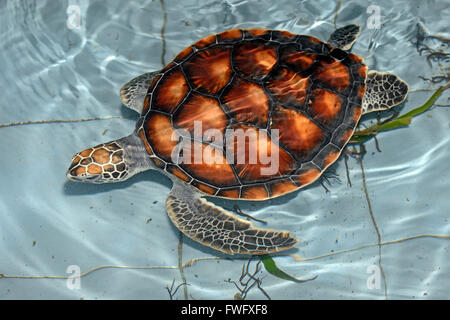 ca. 1 Jahr Alte Oliv-Bastardschildkroete (Lepidochelys Olivacea) in Aufzuchtstation, Bali, Indonesien Stockfoto