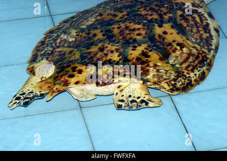 Durch Schiffsschraube Verursachte Schaeden am Panzer, echten Karettschildkrioete, (Eretmochelys Imbricata) in der Aufzuchtstation, Bali, Indonesien Stockfoto