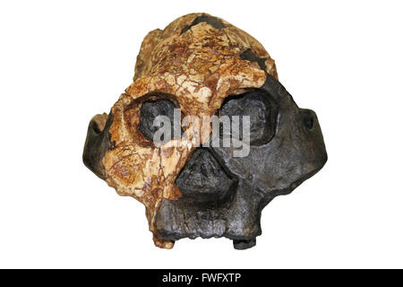 Australopithecus robustus, weibliche KNM ER 732 Stockfoto