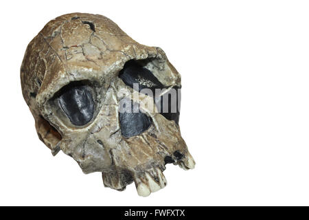 Homo Habilis Schädel KNM-ER 1813 Stockfoto