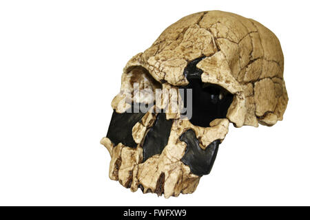 Homo Rudolfensis Schädel KNM-ER 1470 Stockfoto