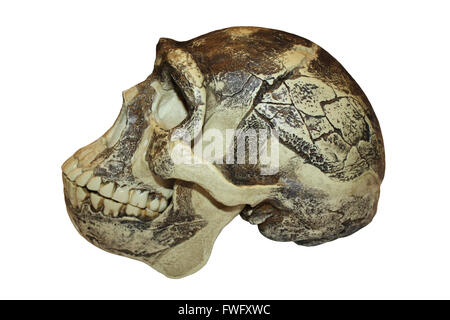 Peking-Mensch Zhoukoudian (Choukoutien) Homo Erectus Schädel Stockfoto