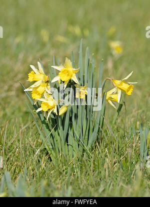 Wilde Narzissen - Narcissus Pseudonarcissus wächst in Wiese Stockfoto